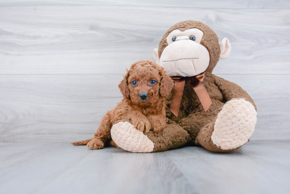 Popular Cockapoo Poodle Mix Pup