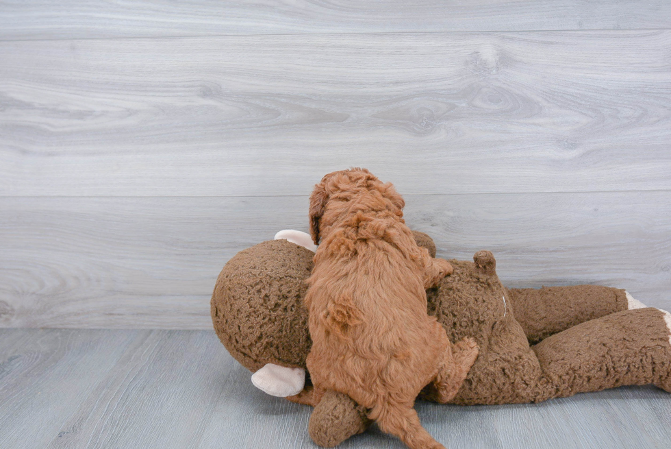 Friendly Cockapoo Baby