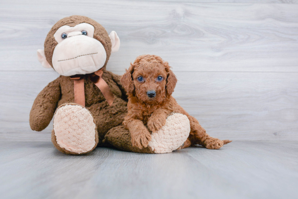 Small Cockapoo Baby