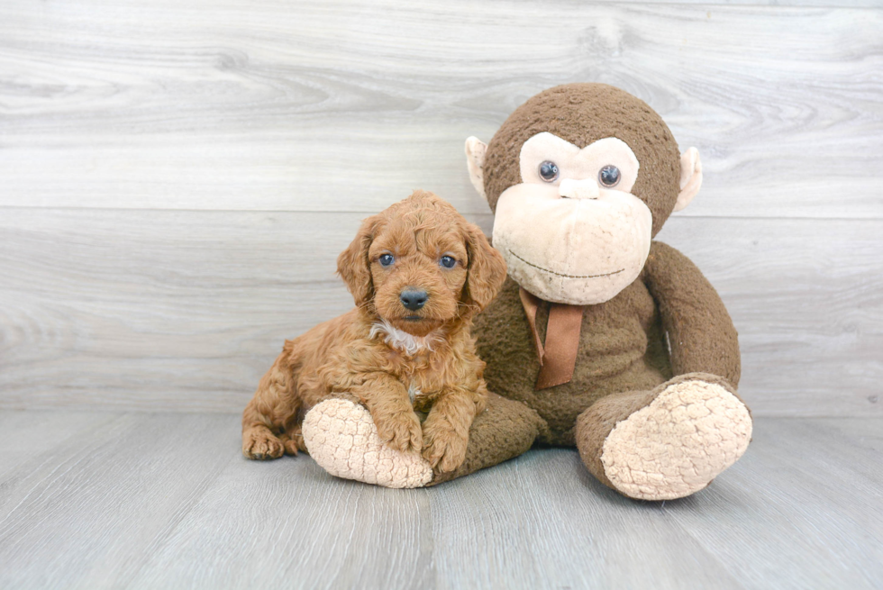 Cockapoo Puppy for Adoption