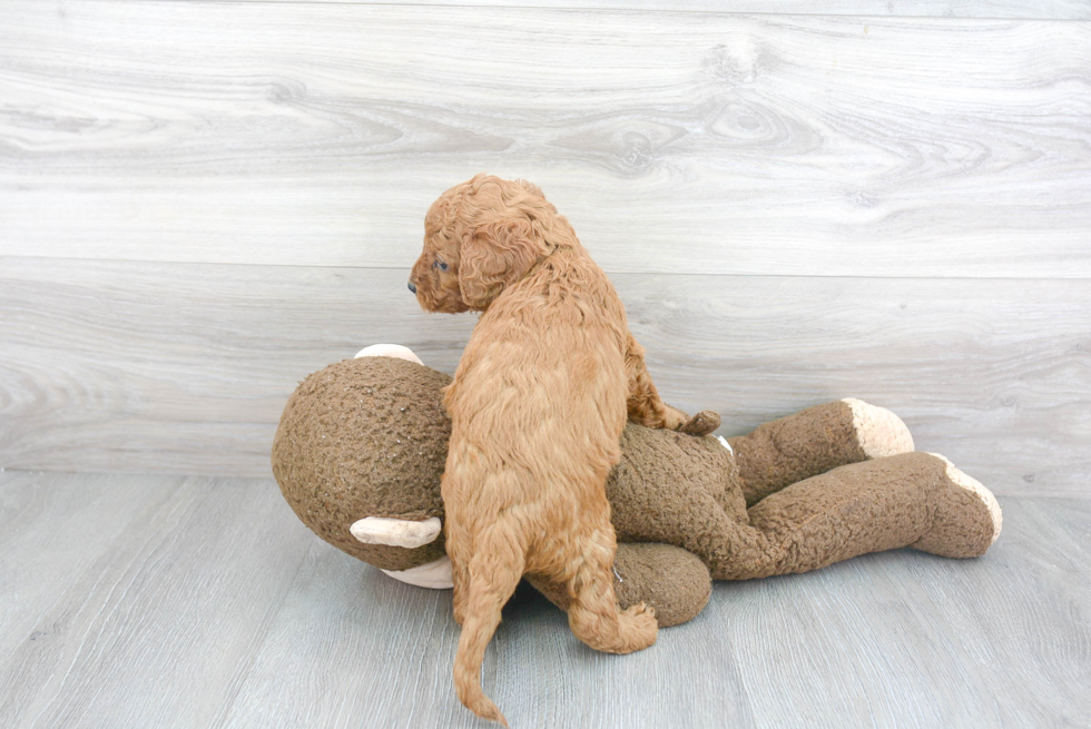 Little Cockerpoo Poodle Mix Puppy