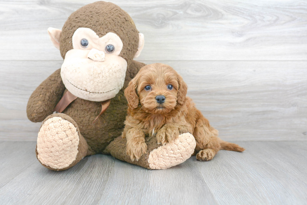 Fluffy Cockapoo Poodle Mix Pup