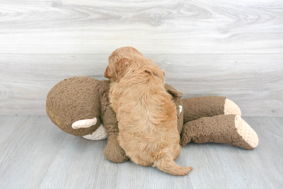 Smart Cockapoo Poodle Mix Pup