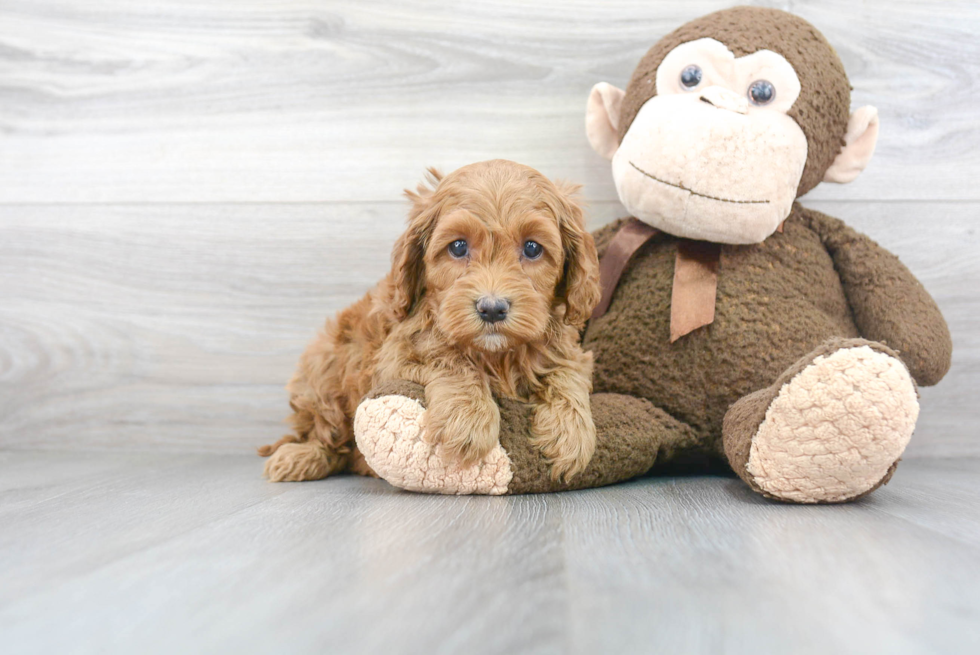 Cockapoo Puppy for Adoption