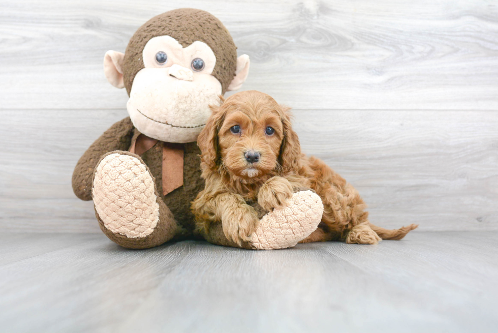 Cockapoo Puppy for Adoption