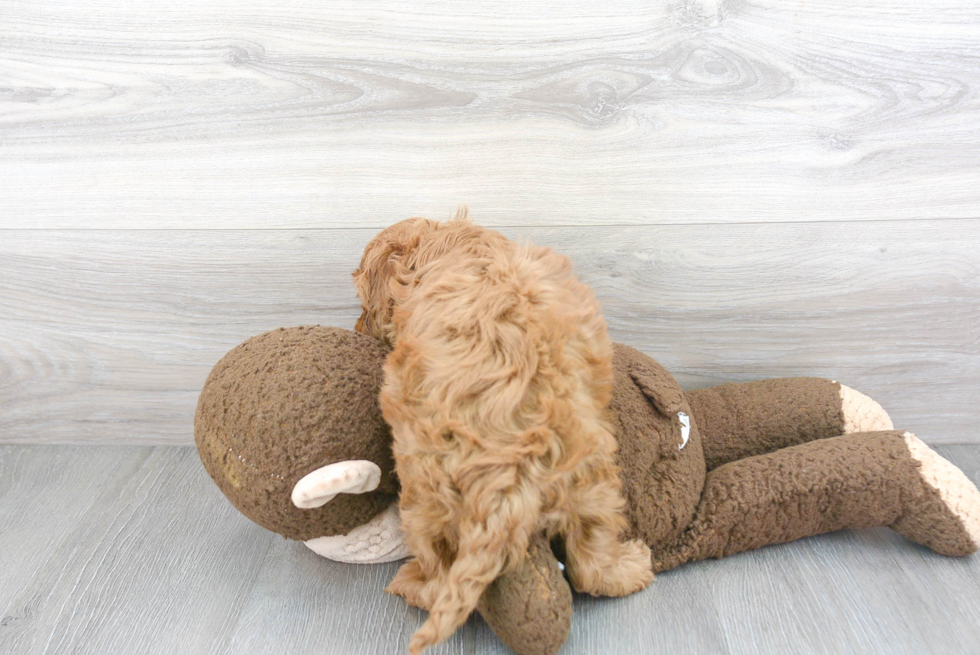 Little Cockerpoo Poodle Mix Puppy