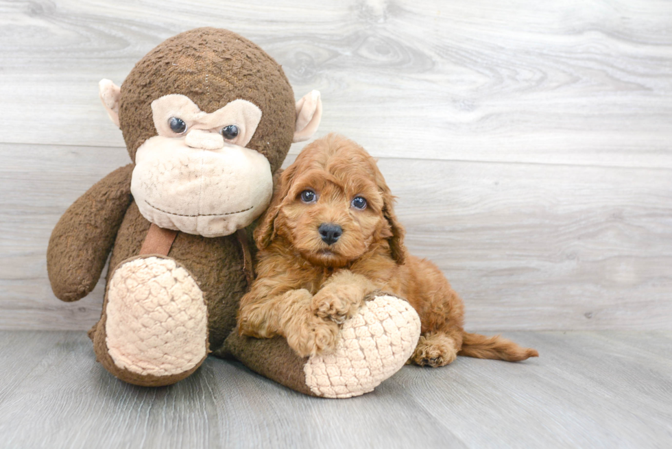 Cute Cockapoo Baby