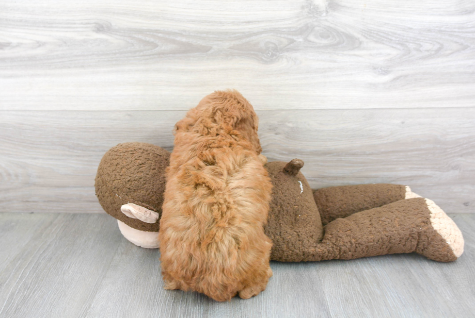 Cockapoo Pup Being Cute