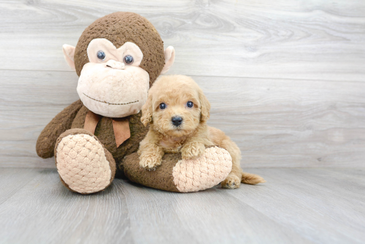 Happy Cockapoo Baby