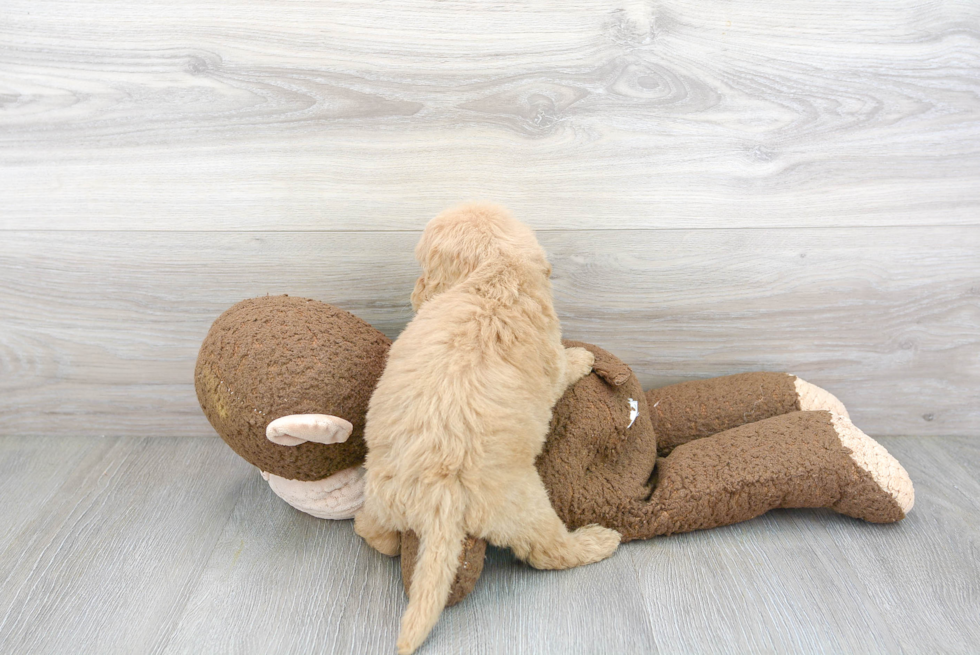 Adorable Cockerpoo Poodle Mix Puppy