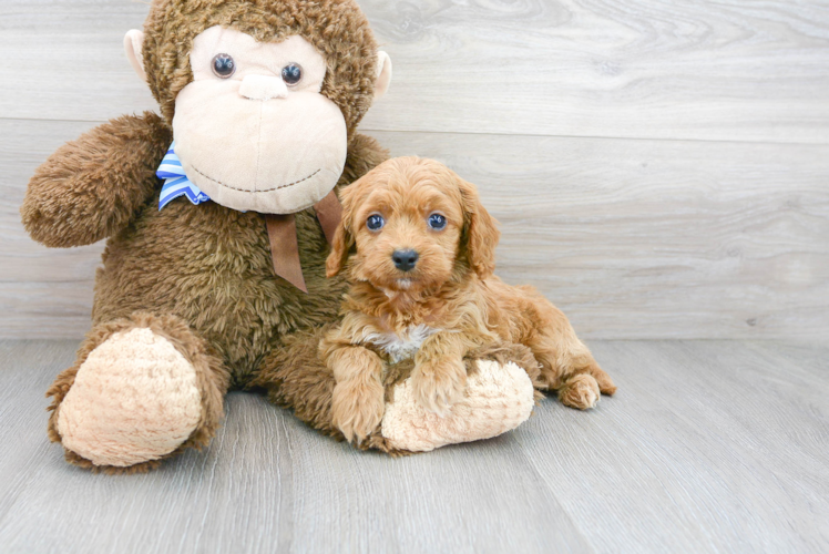 Cockapoo Pup Being Cute