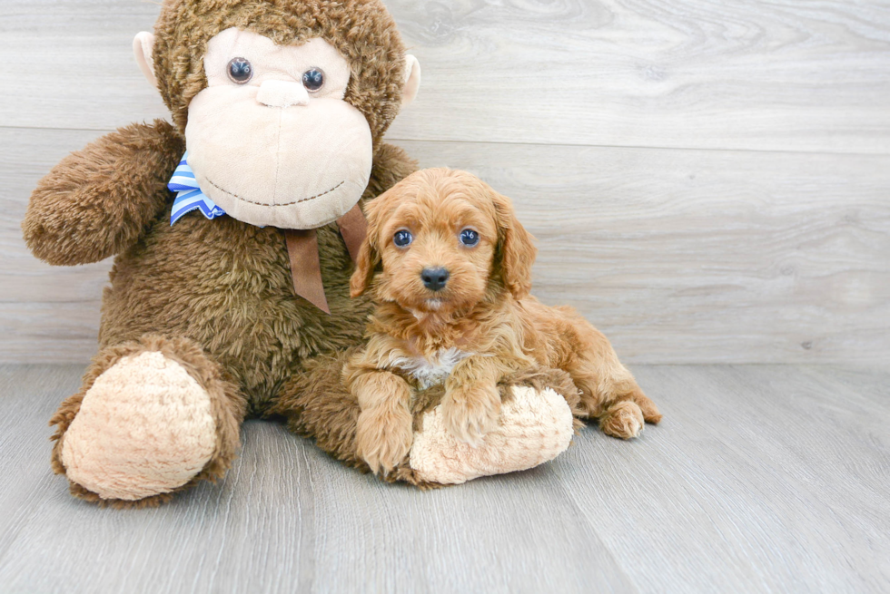 Cockapoo Pup Being Cute