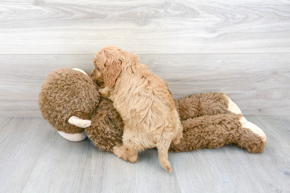 Cockapoo Pup Being Cute