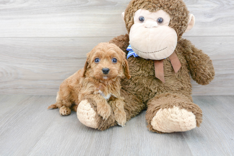 Cute Cockerpoo Poodle Mix Puppy