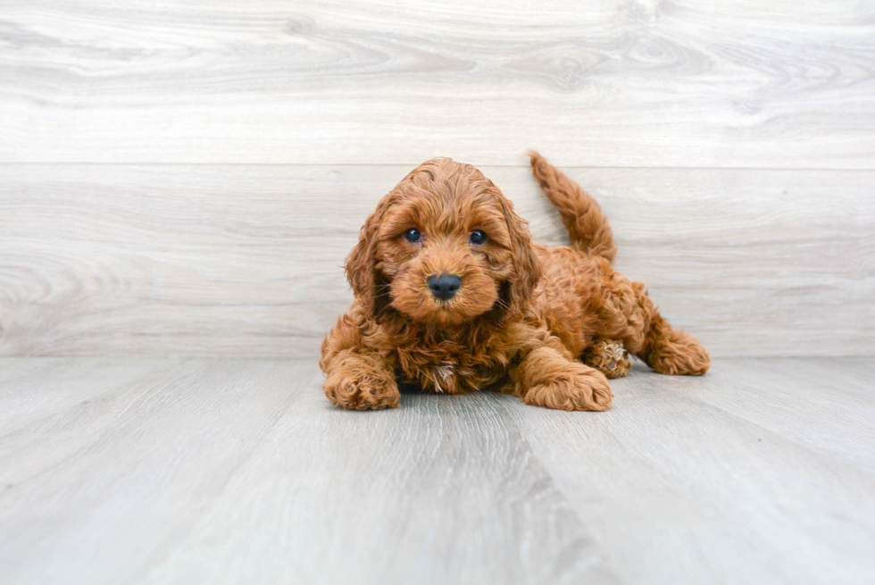 Energetic Cockerpoo Poodle Mix Puppy