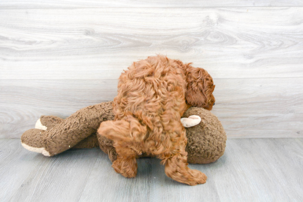 Hypoallergenic Cockerpoo Poodle Mix Puppy