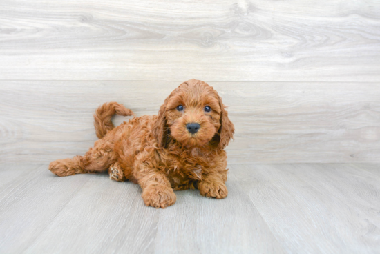 Friendly Cockapoo Baby