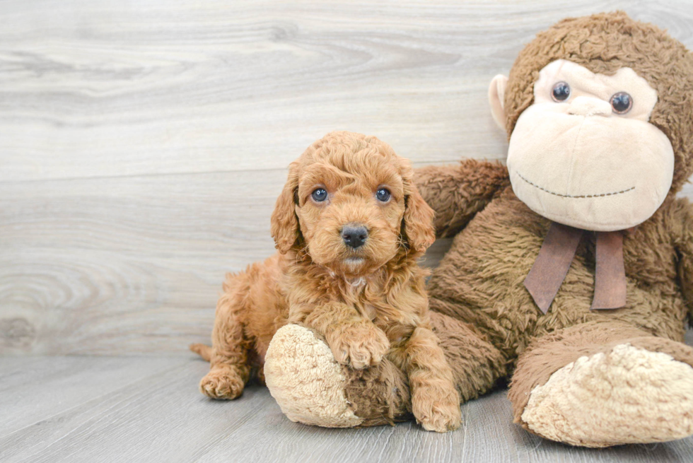 Best Cockapoo Baby