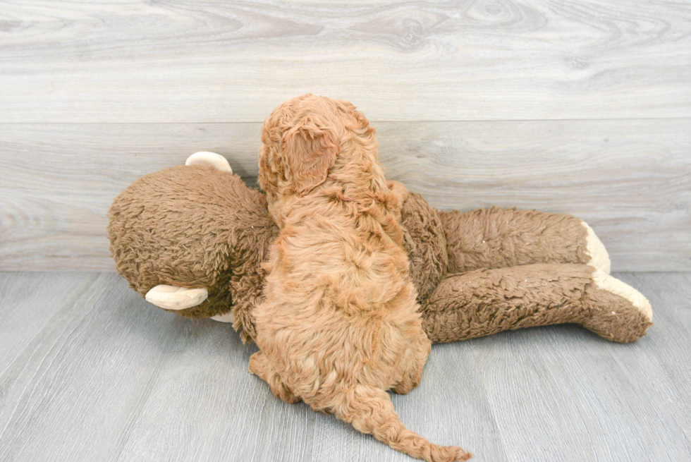 Popular Cockapoo Poodle Mix Pup