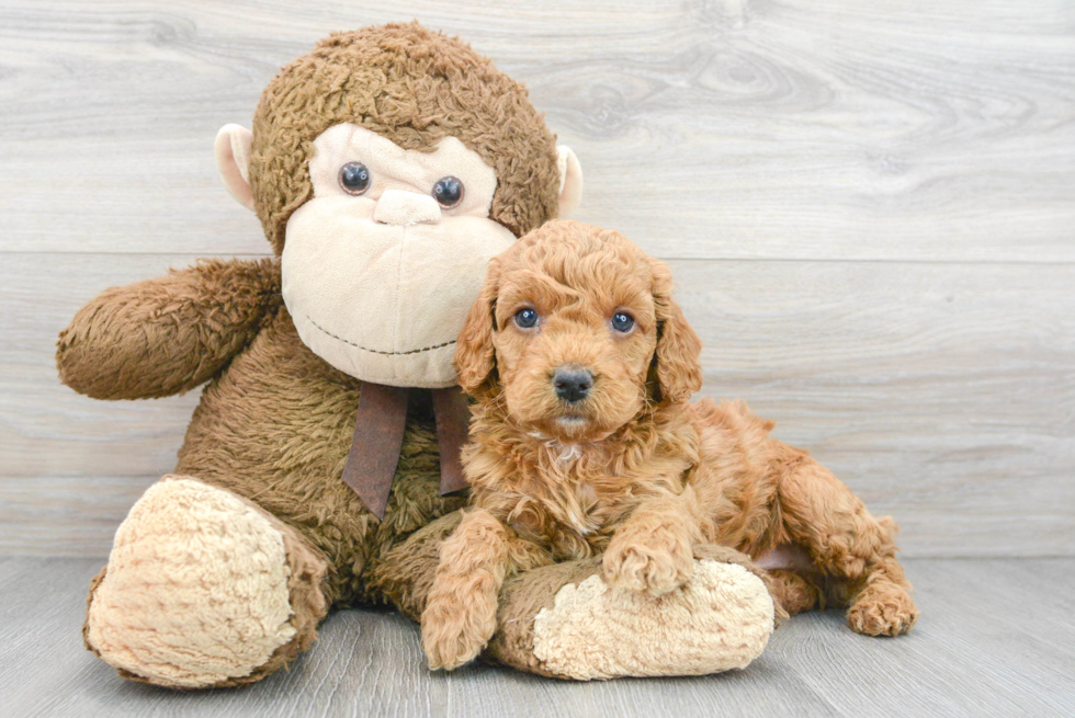 Playful Cockerpoo Poodle Mix Puppy