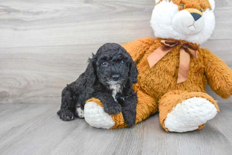 Happy Cockapoo Baby