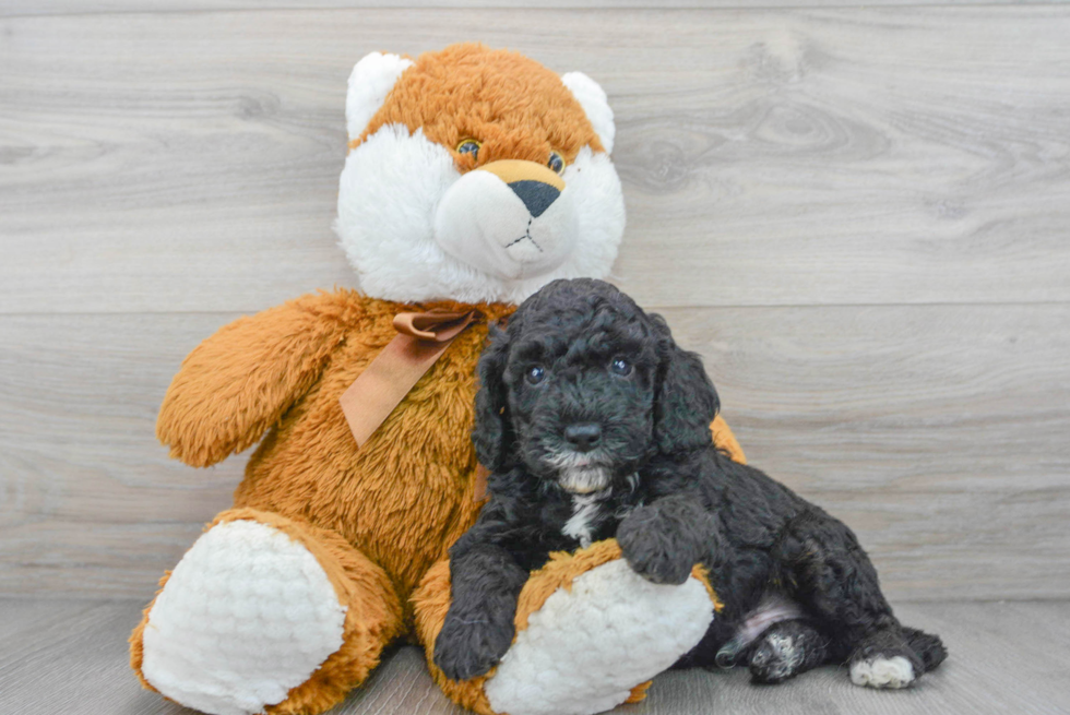 Playful Cockerpoo Poodle Mix Puppy