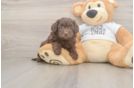 Cockapoo Puppy for Adoption