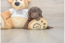 Best Cockapoo Baby