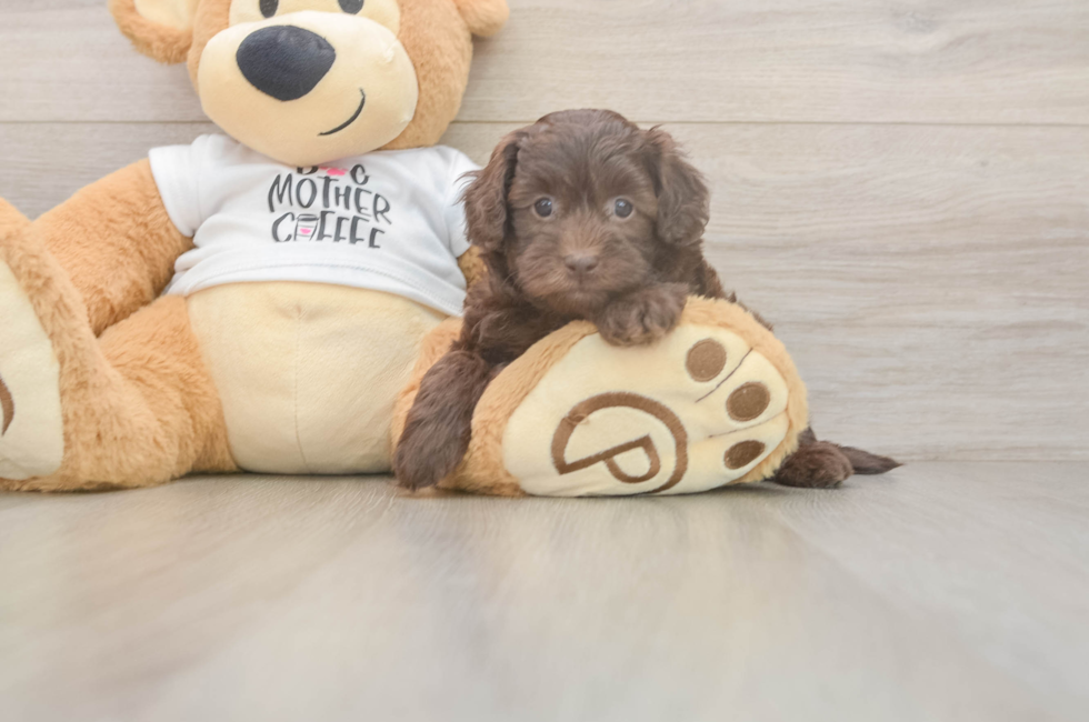 5 week old Cockapoo Puppy For Sale - Premier Pups