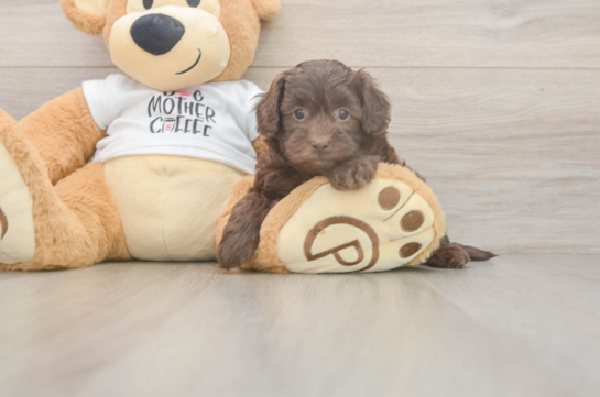 Best Cockapoo Baby
