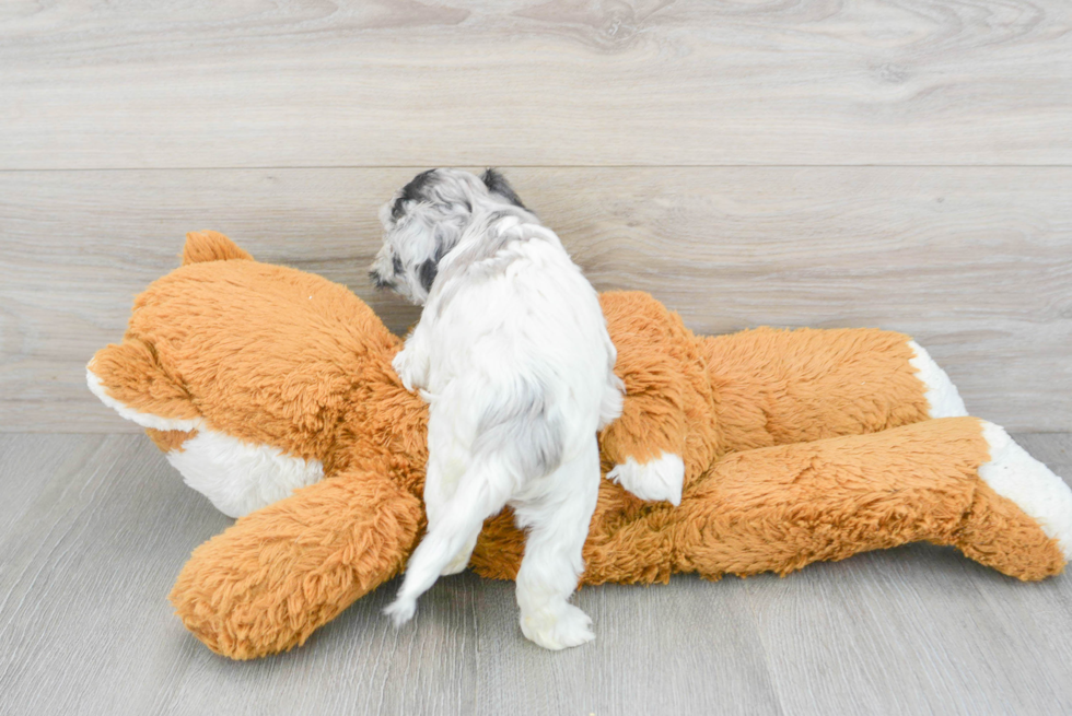 Cockapoo Pup Being Cute