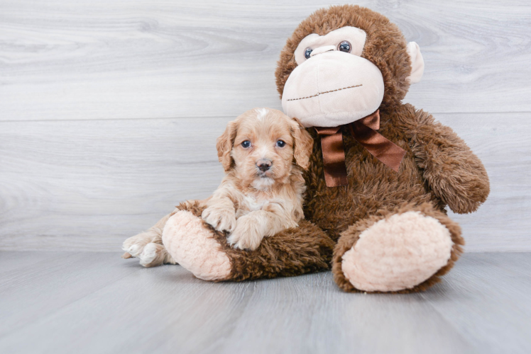 Fluffy Cockapoo Poodle Mix Pup