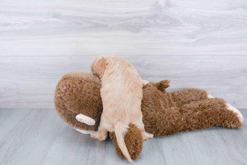 Cockapoo Pup Being Cute