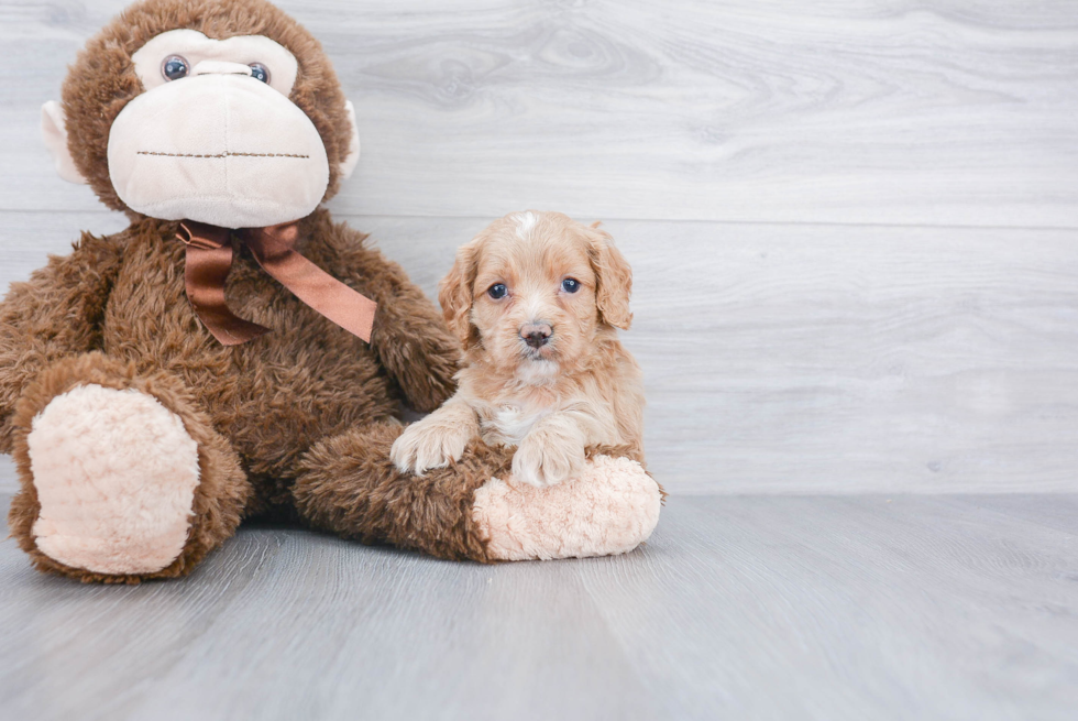 Best Cockapoo Baby