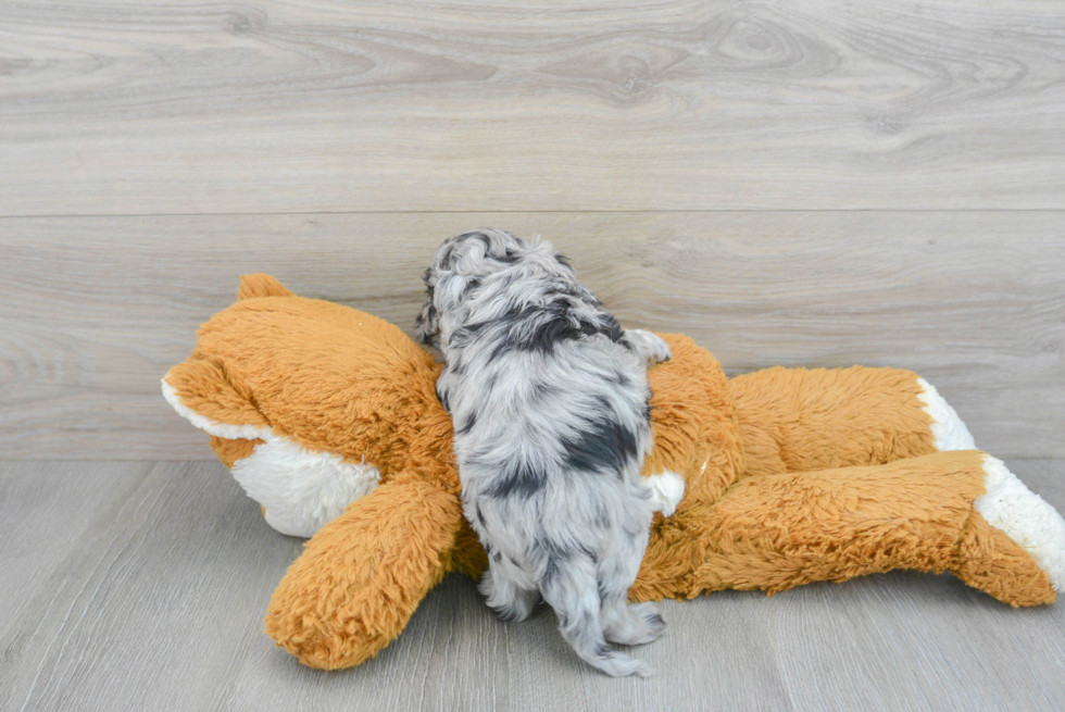 Popular Cockapoo Poodle Mix Pup