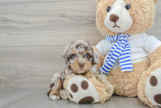 Cockapoo Pup Being Cute