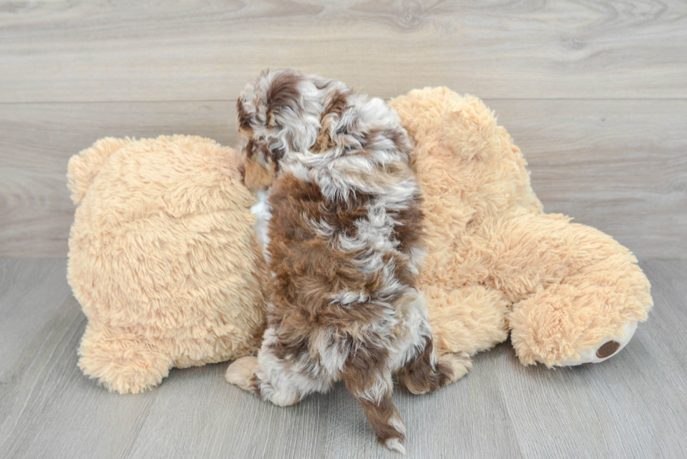 Little Cockerpoo Poodle Mix Puppy