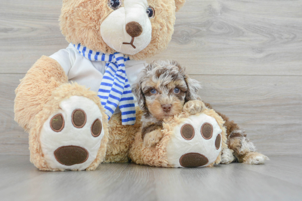 Cockapoo Pup Being Cute