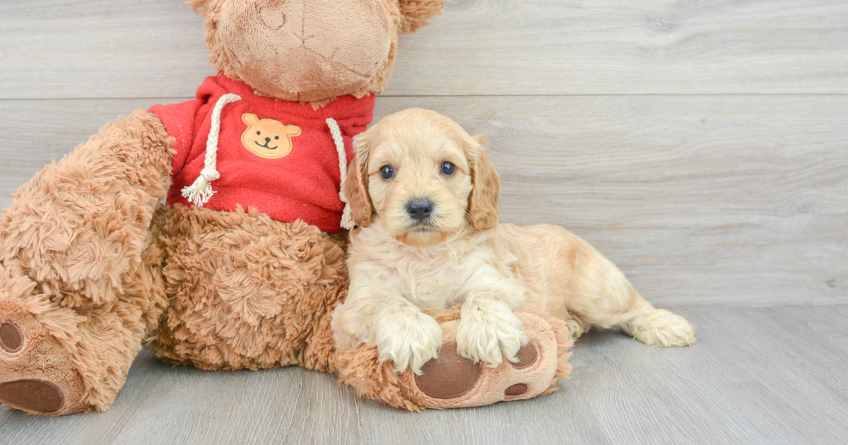 Friendly Cockapoo Conrad: 7lb 11oz Doodle Puppy