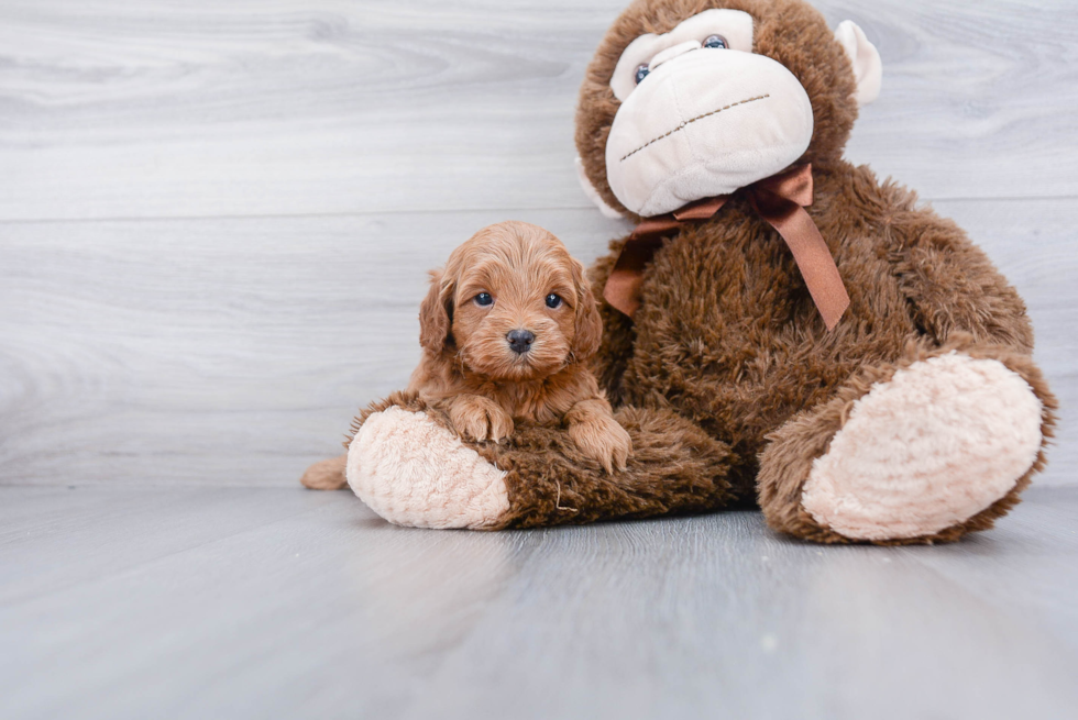 Adorable Cockerpoo Poodle Mix Puppy