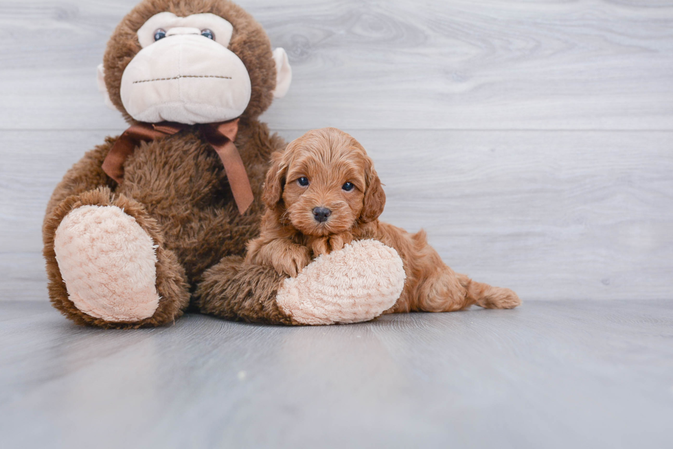 Little Cockerpoo Poodle Mix Puppy