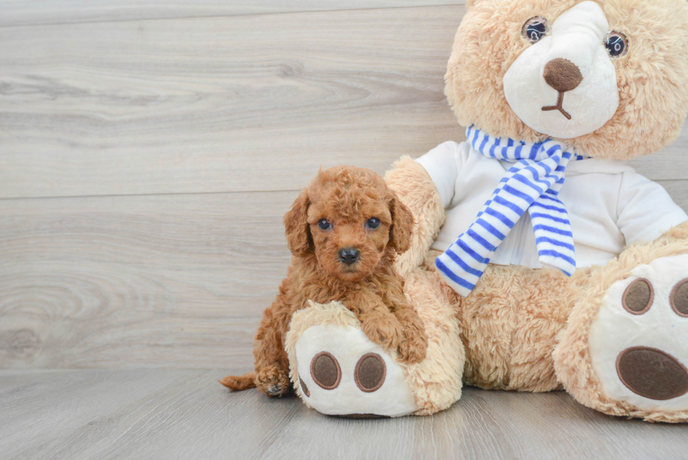 Cockapoo Pup Being Cute