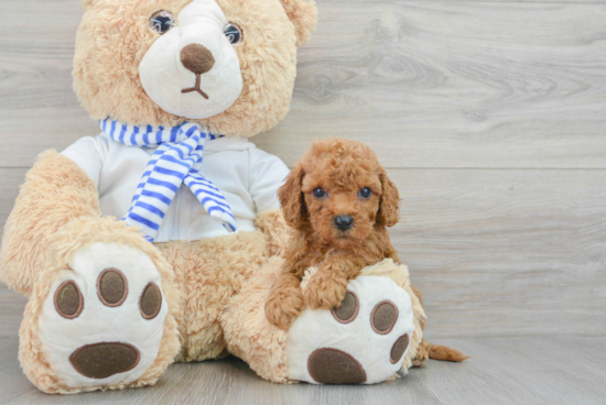 Funny Cockapoo Poodle Mix Pup