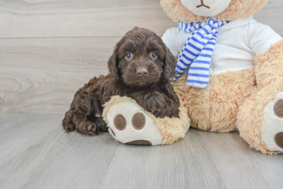 Cute Cockapoo Baby