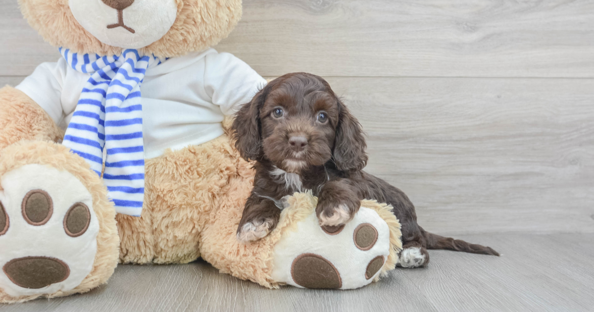 Happy Cockapoo Conrad: 3lb 12oz Doodle Puppy