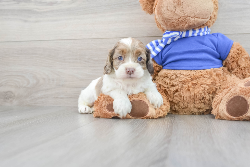 Playful Cockerpoo Poodle Mix Puppy