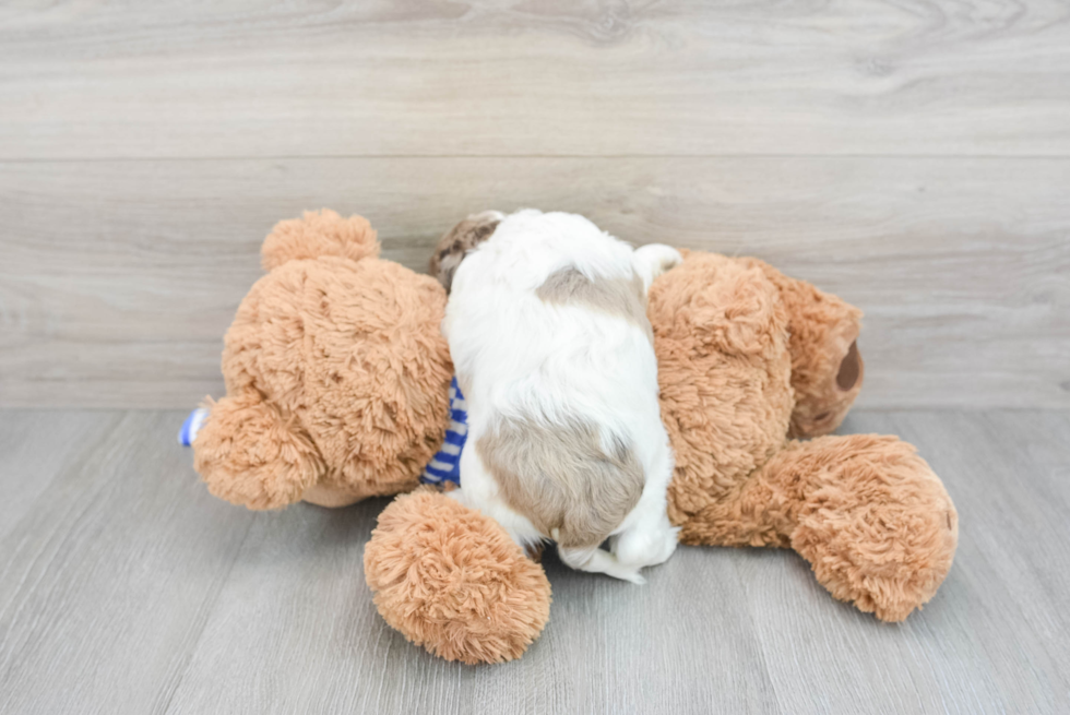 Cockapoo Puppy for Adoption