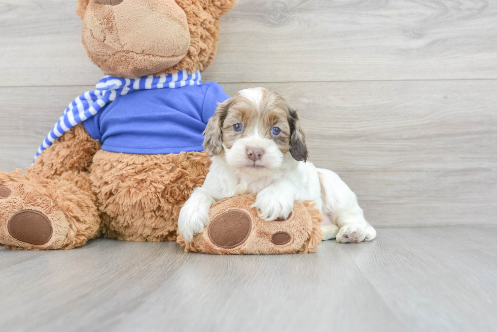 Playful Cockerpoo Poodle Mix Puppy