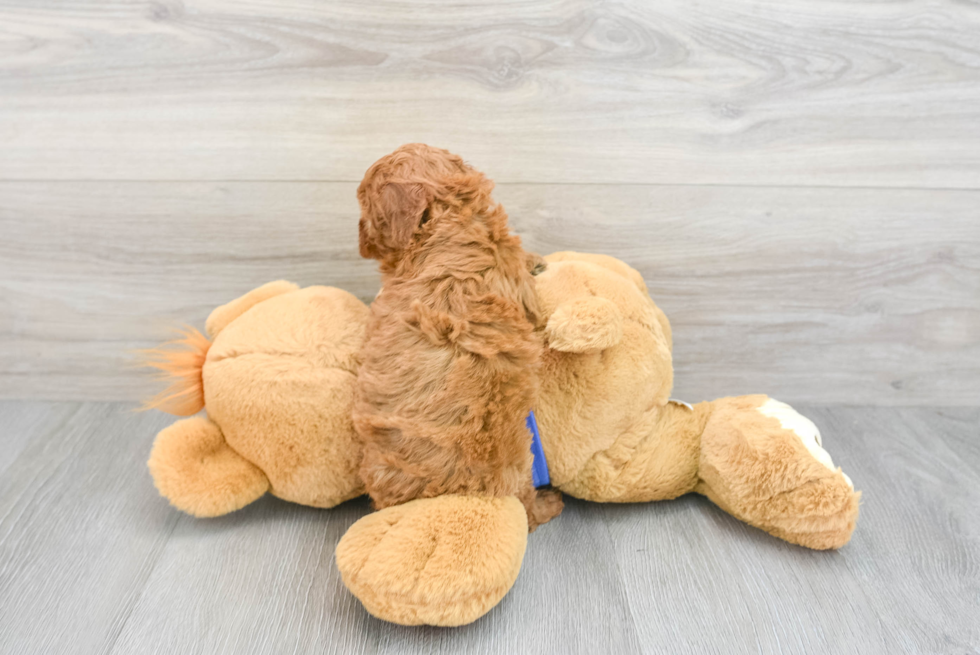 Funny Cockapoo Poodle Mix Pup