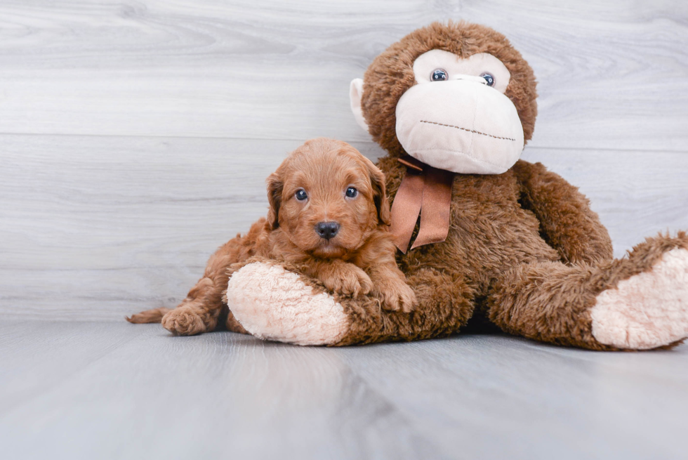 Small Cockapoo Baby